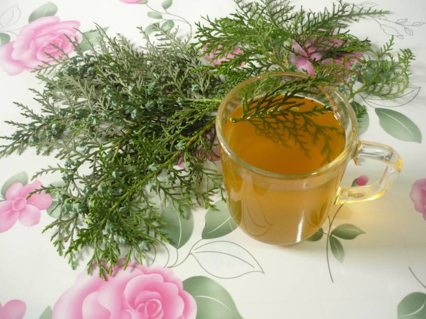 Как приготовить хвойный чай с сосновыми или еловыми иголками