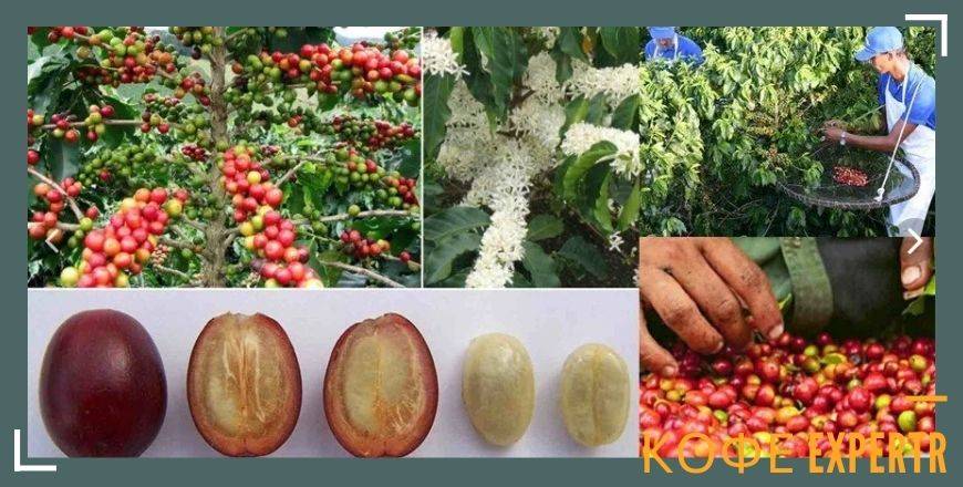 Характеристика парагвайского кофе