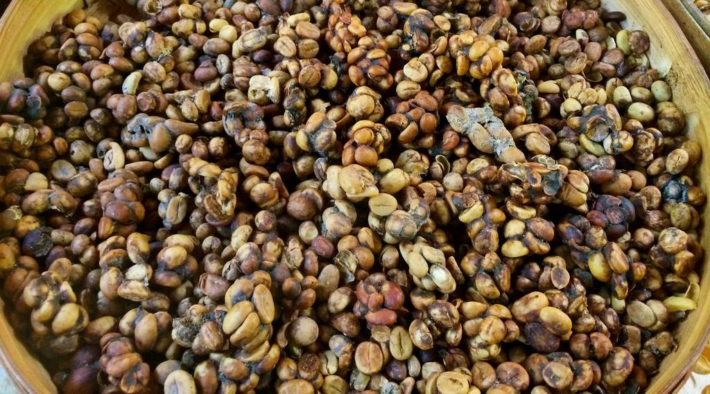 Кофе лювак (kopi luwak) – самый дорогой кофе в мире или за что ценится кофе из какашек