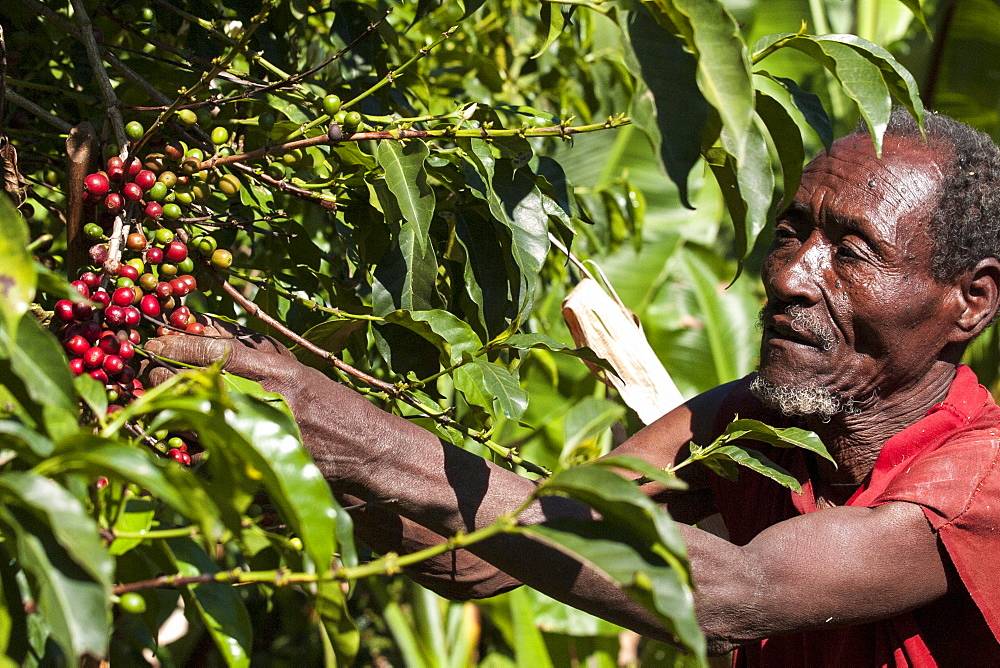 История кофе | его родина, происхождение и распространение по миру
