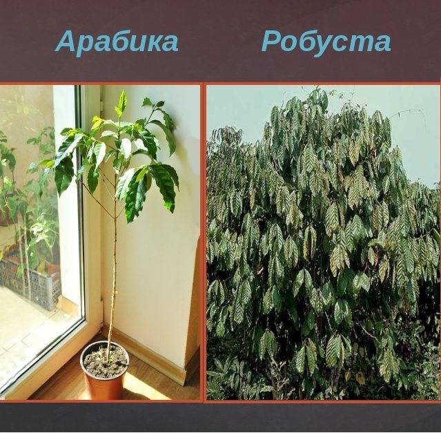 Робуста (Robusta или Coffea canephora)