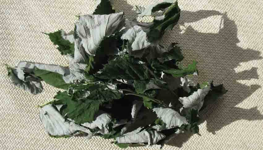 4 лучших рецепта чая с малиной, которые помогут при высокой температуре