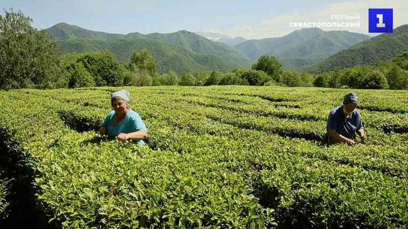 Где выращивают чай в россии