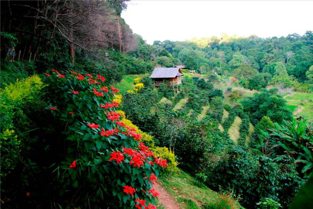 Сорт арабики Марагоджип (Maragogype)