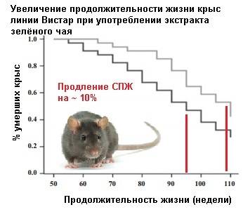 Продолжительность жизни мыши. Соотношение возраста крысы и человека. Продолжительность жизни крысы. Срок жизни крысы. Продолжительность жизни домашних крыс.