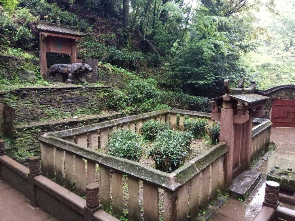 Чай Мэн Дин Хуан Я – прекрасный напиток для чайных церемоний