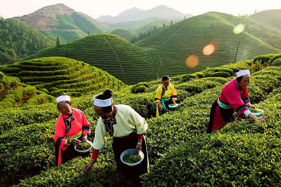 Белый чай — что это такое