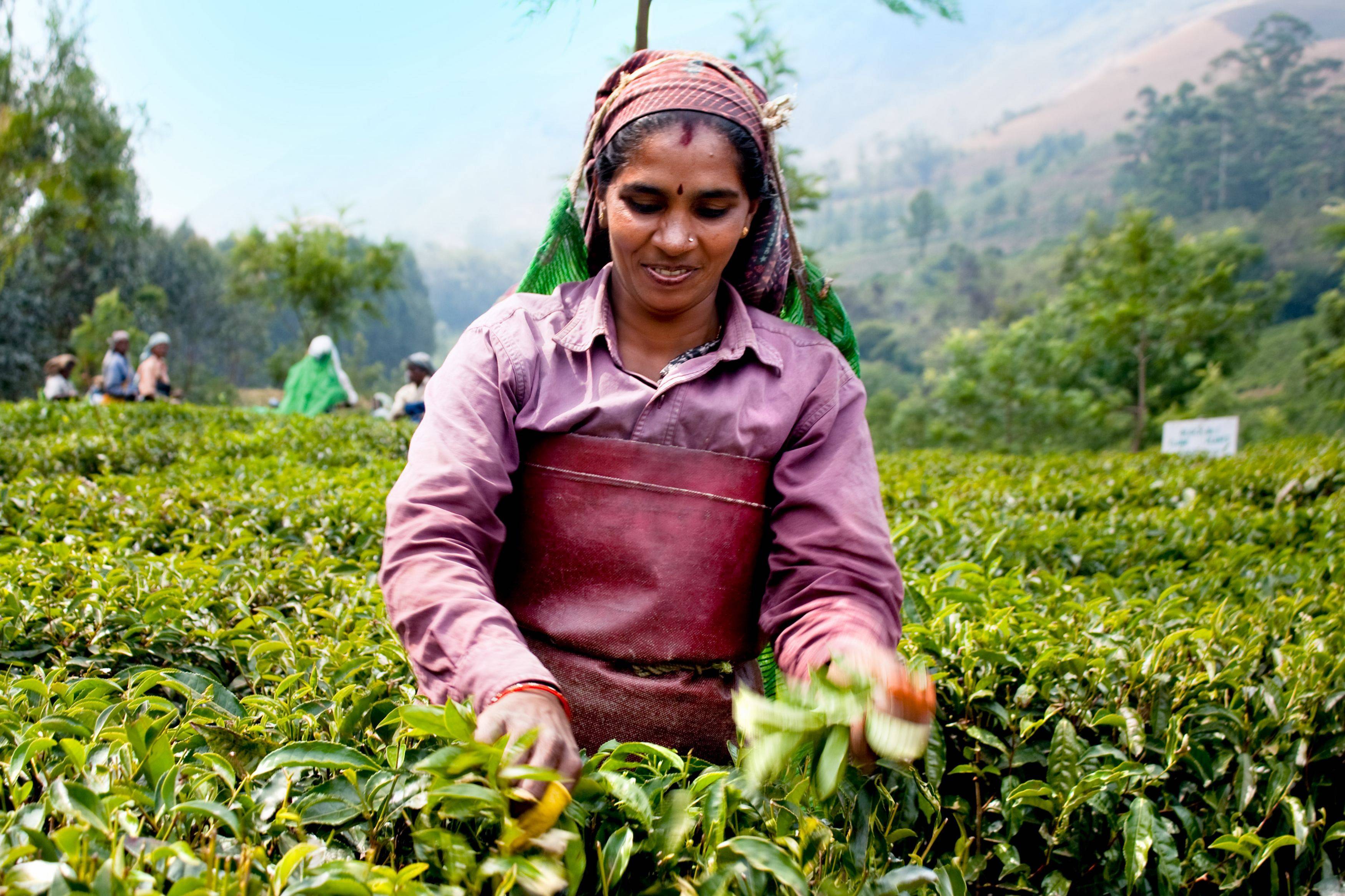 История чая в индии