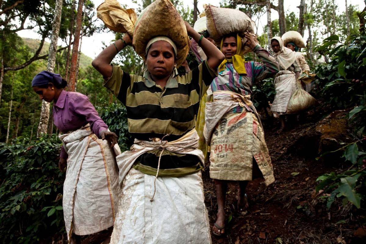 Характеристика гондурасского кофе