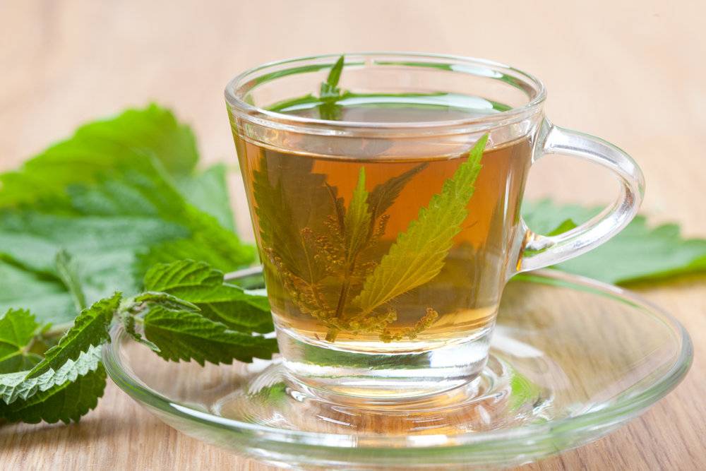 9 лучших и полезных рецептов чая из крапивы: действие на организм, правила сбора листьев, способы приготовления