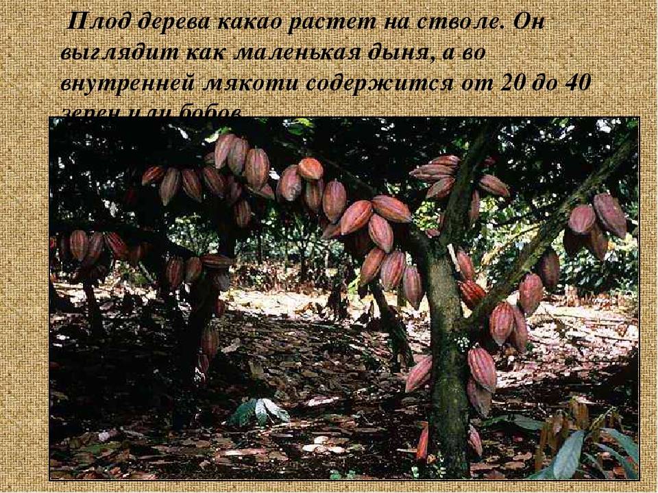 Дерево какао: описание, где растет и как выглядит