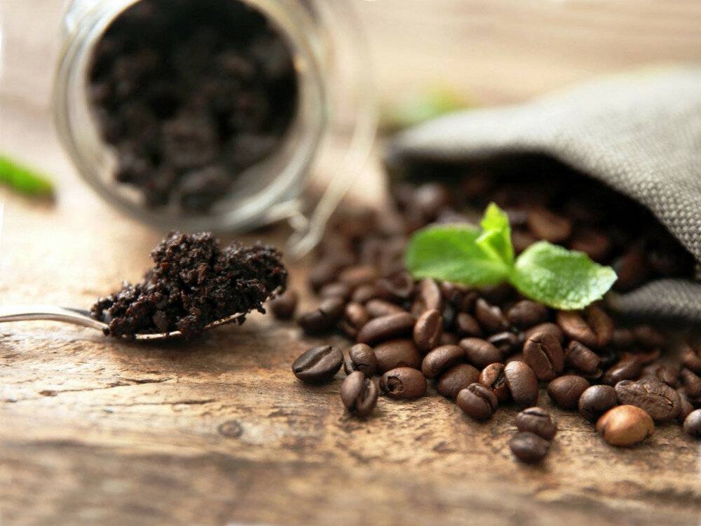 Почему ваши растения тоже любят кофе?