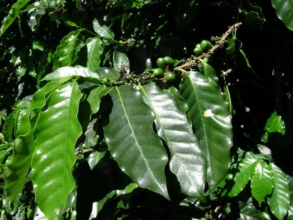 Правила выращивания кофейных деревьев, можно ли это сделать в домашних условиях