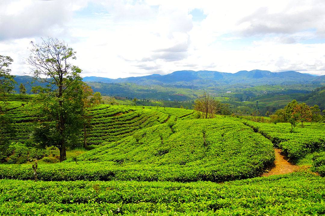 Чайные плантации мира, их особенности, условия выращивания чая