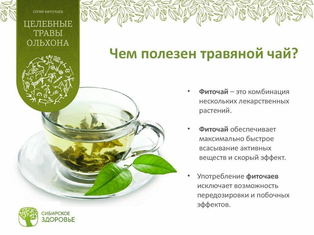 Чай с мелиссой: что нужно обязательно знать перед употреблением