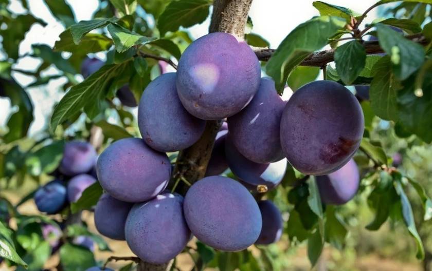 Отвар из сливы