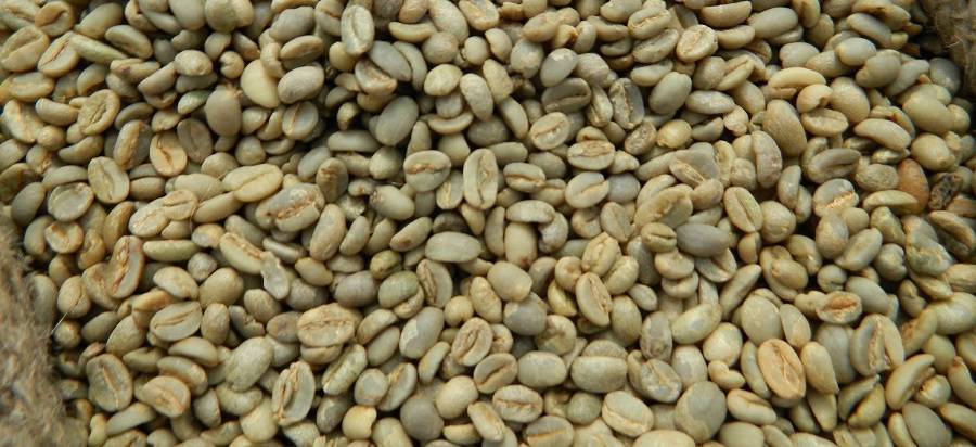 Популярные сорта эфиопского кофе