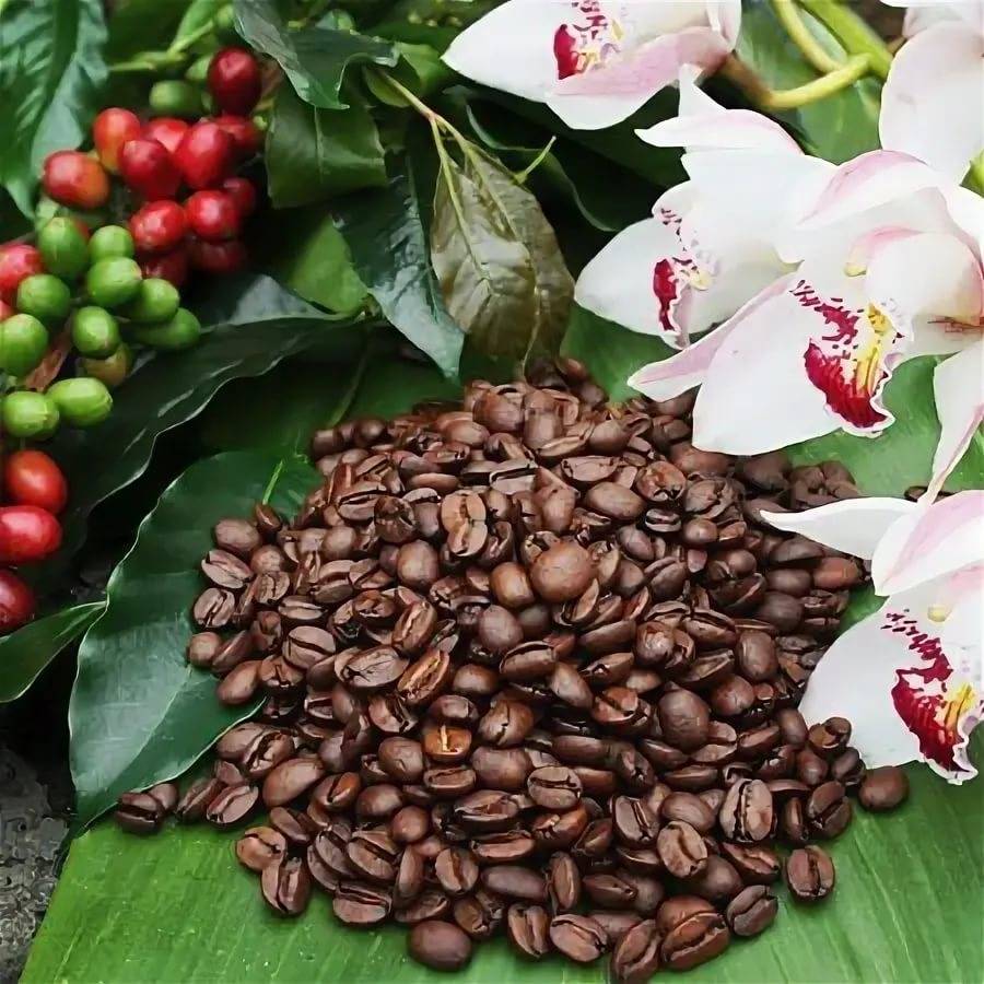 Вьетнамский кофе, сорта, рецепты, известные бренды
