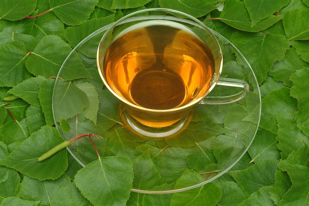 Чай гинкго билоба: польза и вред, как заваривать чай из листьев