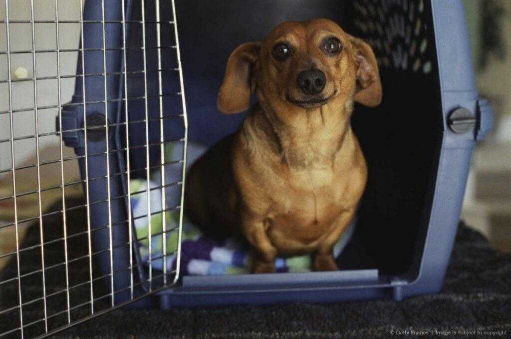 Сколько кофе можно ввозить в Россию