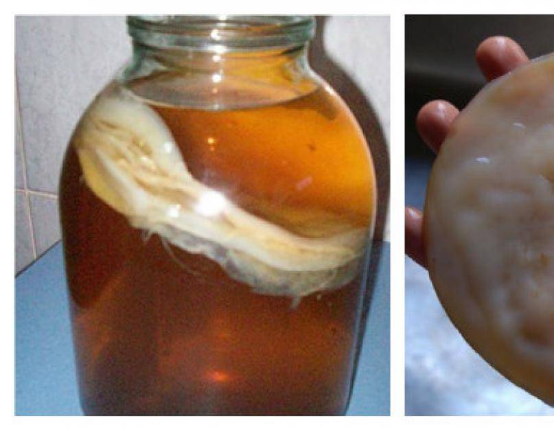 Польза и вред чайного гриба для организма: как заваривать и употреблять