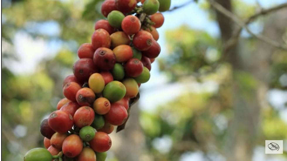 Разнообразие сортов колумбийского кофе