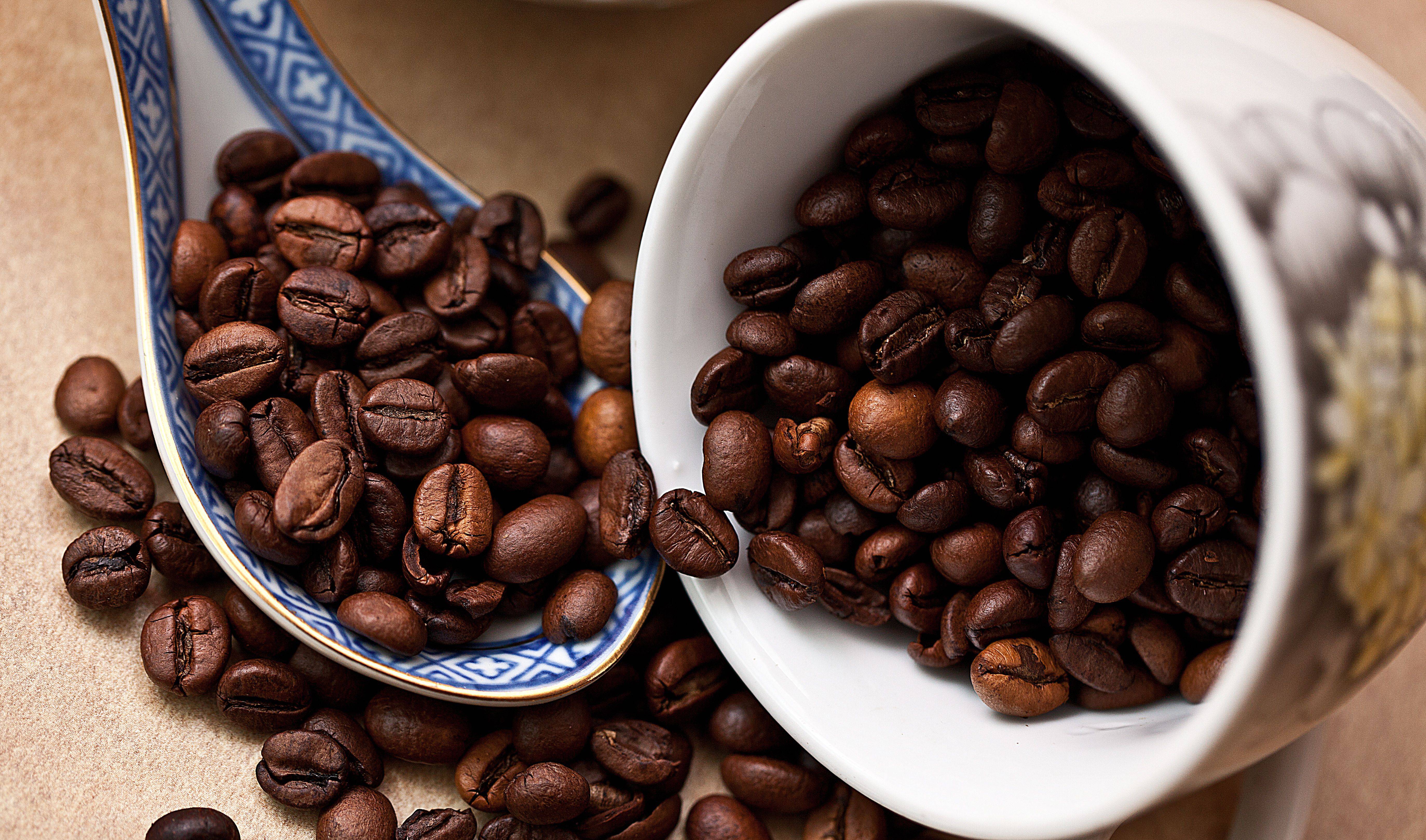 Цветок кофе арабика уход и выращивание в домашних условиях