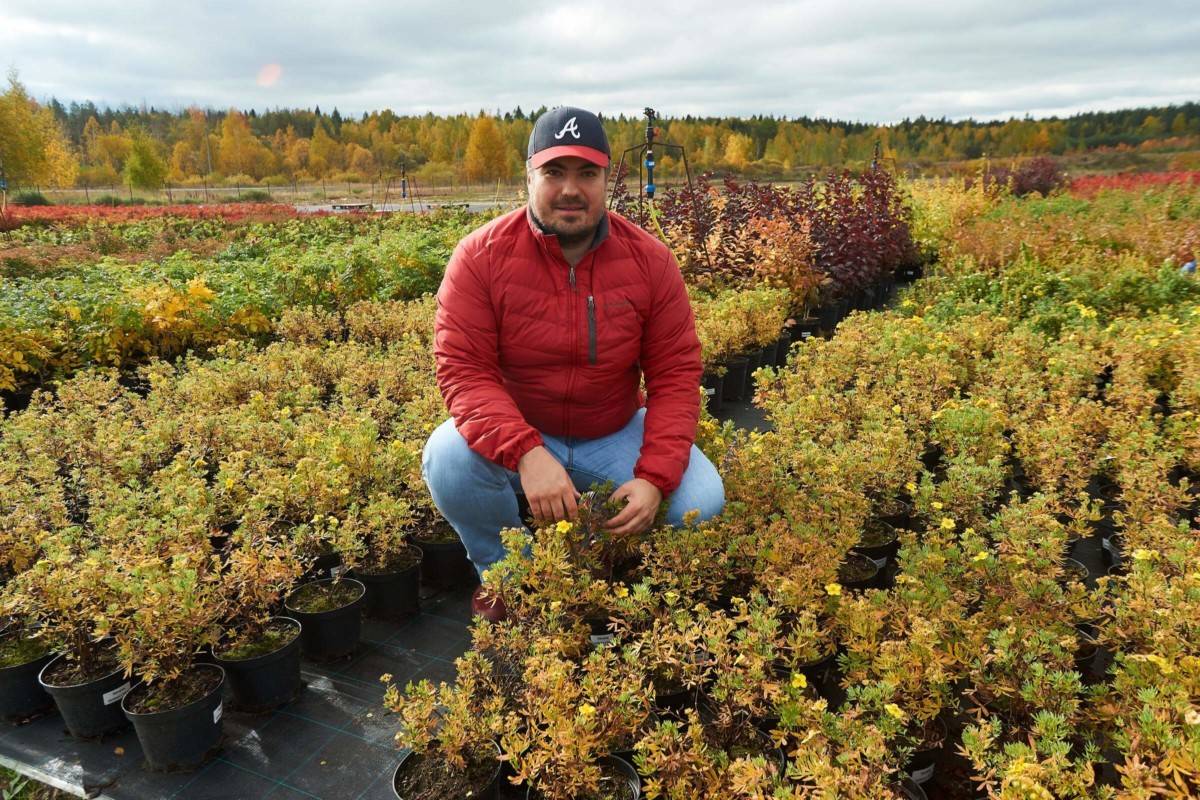 Как правильно заваривать и пить лапчатку