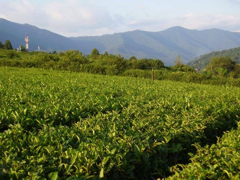 5 мест, где выращивают краснодарский чай