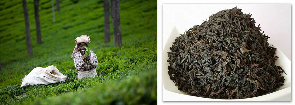 5 полезных свойств чая Бай Хао Инь Чжень