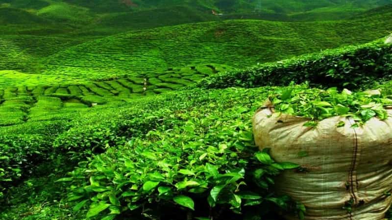 Чайные плантации шри-ланки, индии, вьетнама и малайзии | великий чайный путь