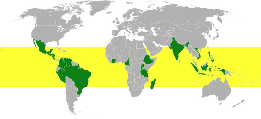 Родина кофе