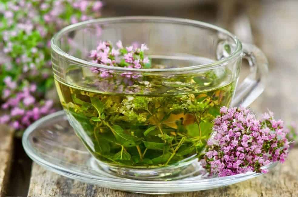 Листья калины: полезные свойства и противопоказания, когда собирать для чая, можно ли заваривать, вред