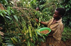Особенности выращивания кофе: условия для роста и страны-экспортеры
