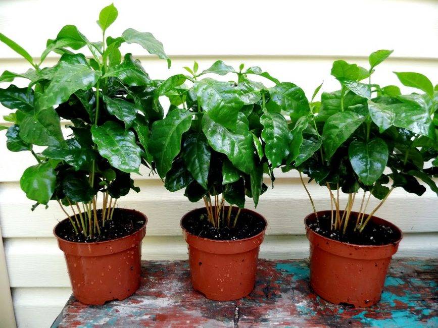 Кофейное дерево в домашних условиях - как вырастить, болезни и правильный уход