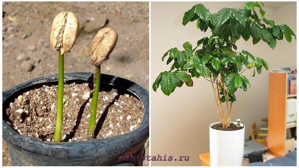 Как вырастить кофейное дерево и ухаживать за ним в домашних условиях