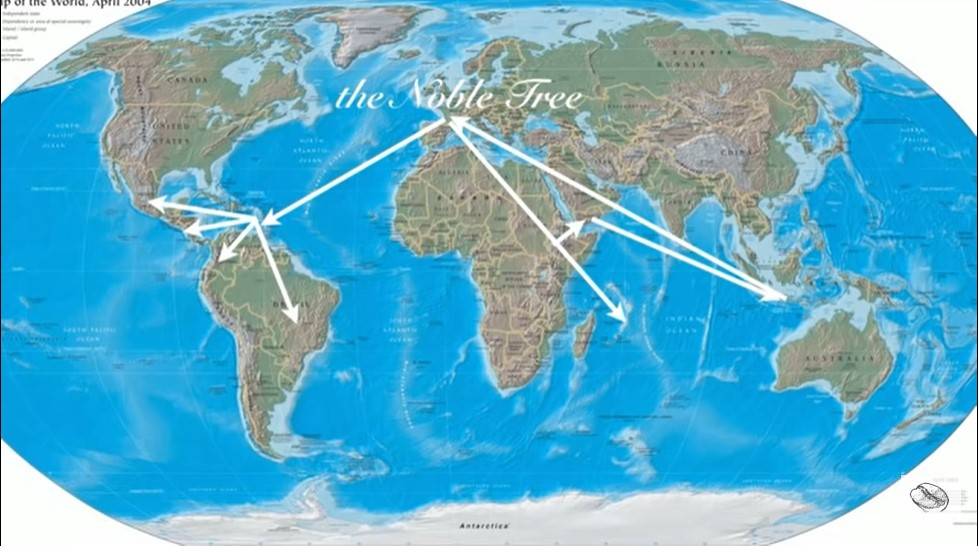 Характеристика сорта арабики Катимор (Catimor)