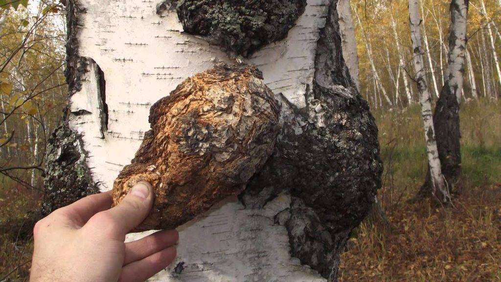Чай из березовой чаги, как заваривать и принимать
