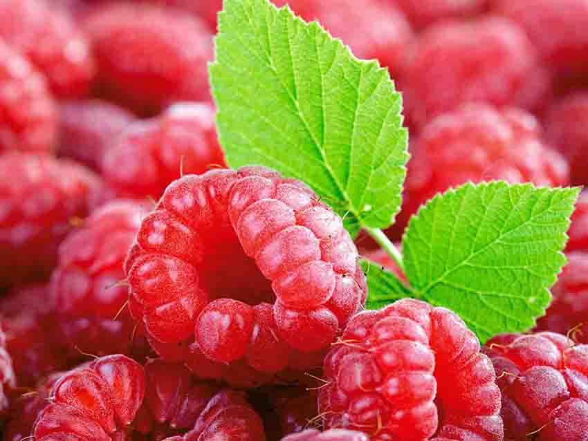 4 лучших рецепта чая с малиной, которые помогут при высокой температуре