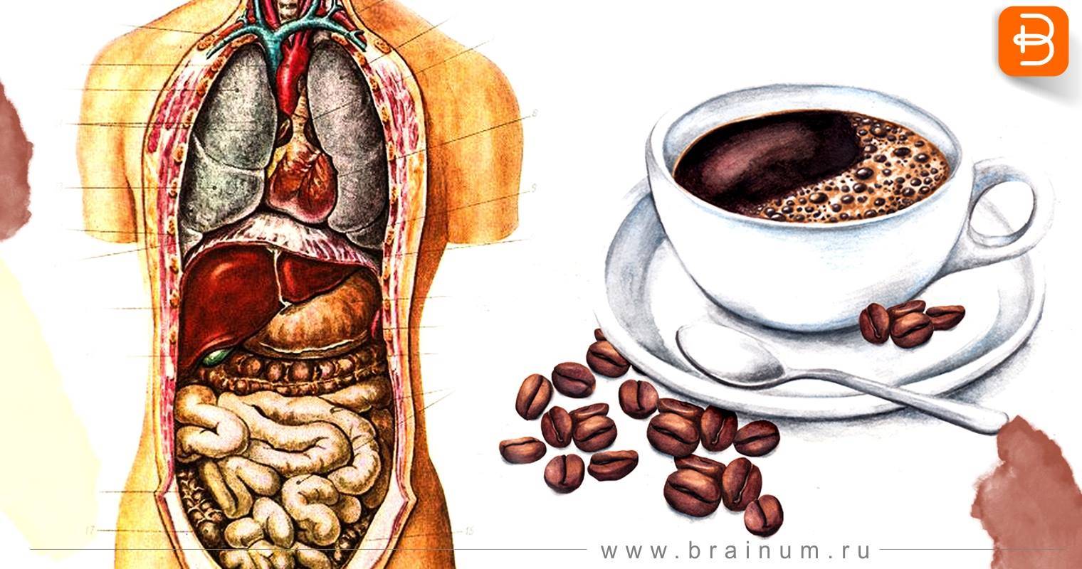 Причины поноса от кофе, есть ли взаимосвязь, способы устранения и последствия - medboli.ru