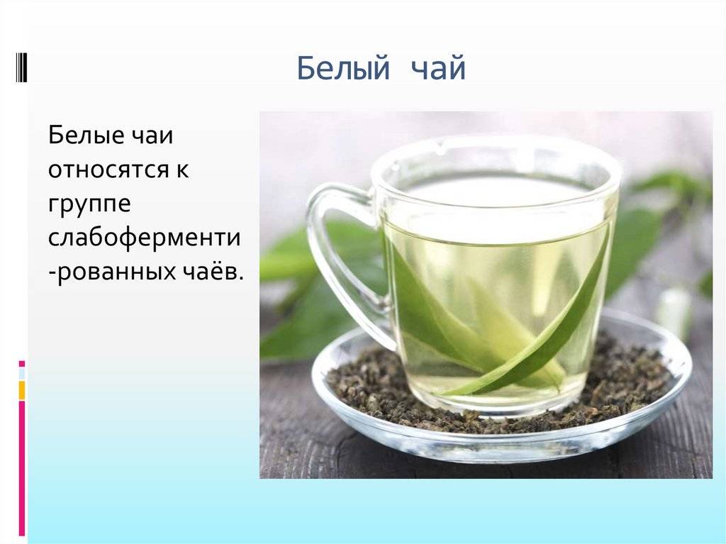 Белый чай польза и вред, полезные свойства, влияние белого чая на организм.