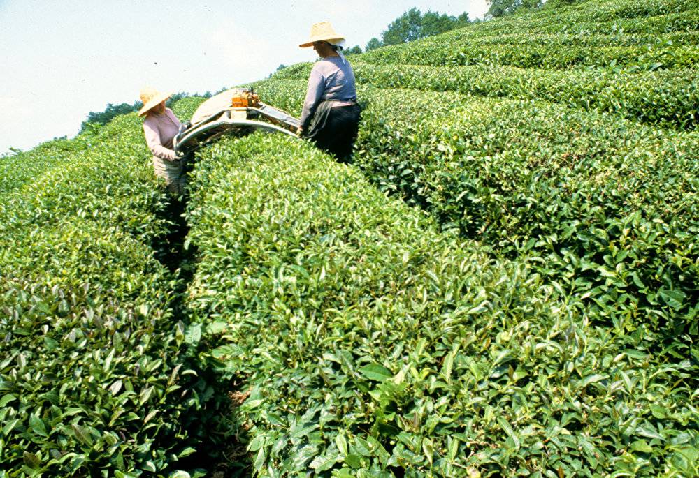 Выращивание чая краснодар - объявления  - каталог статей - krasnodar