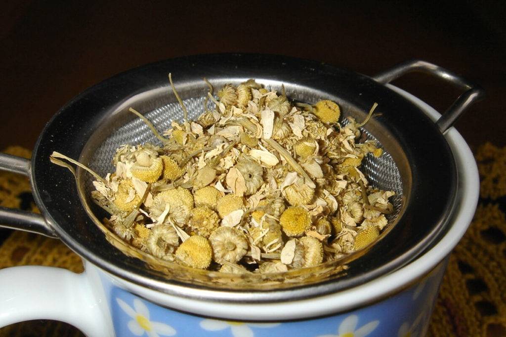 Польза и вред чая с ромашкой