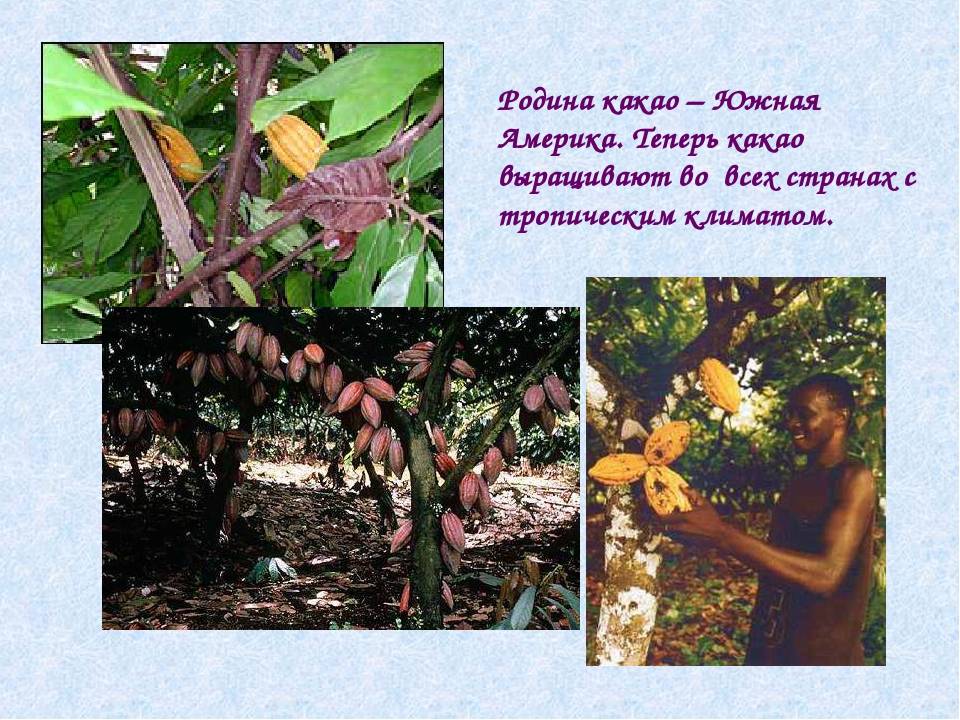 Какао дерево - где растет, как вырастить, полезные свойства, видео