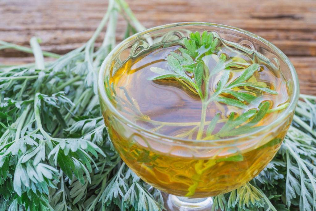 Чай из полыни – свойства и применение горькой травы