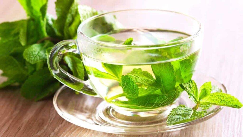 Чай с мятой: польза и вред, свойства, лучшие рецепты