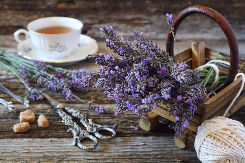 Чай из лаванды: полезные свойства и противопоказания