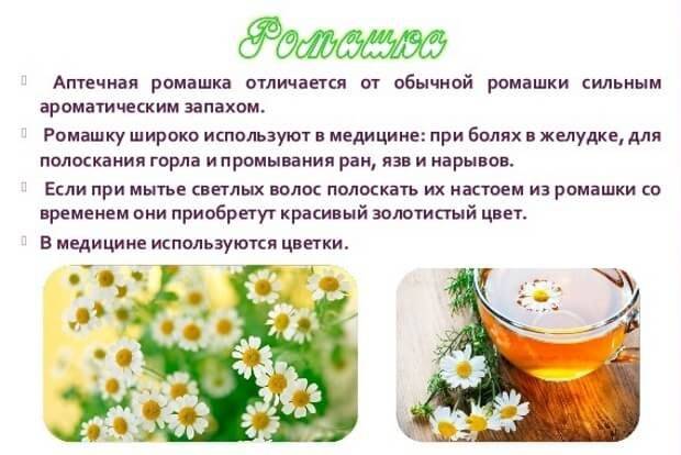 Чем полезен ромашковый чай в пакетиках для женщин после 60 • siniy-chay.ru