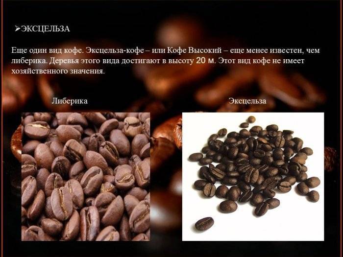 Сорта кофе: робуста и арабика – в чем различия и что лучше выбирать?