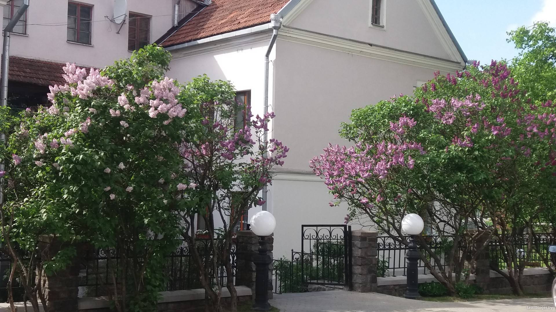 Отвар из сирени